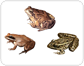 examples of amphibians [1]