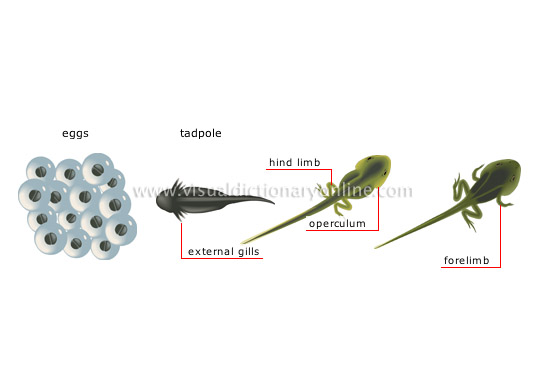 life cycle of the frog