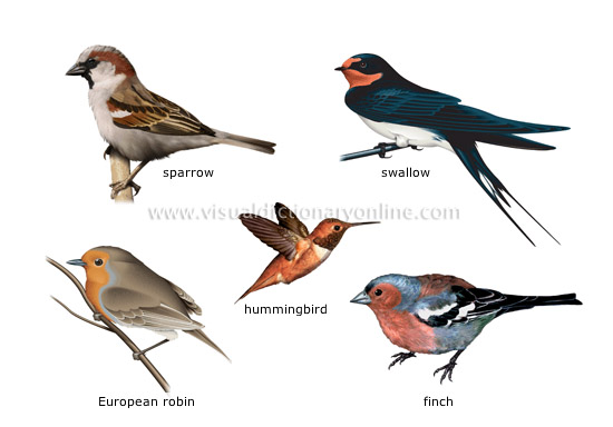 examples of birds [1]