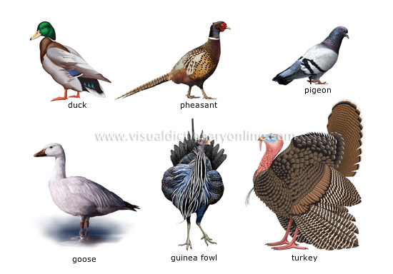 examples of birds [9]