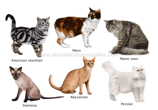 cat breeds