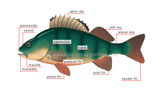 morphology of a perch