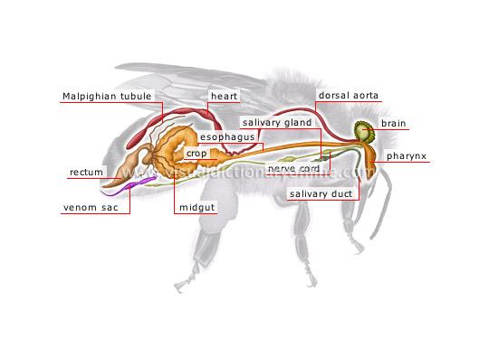 anatomy of a honeybee