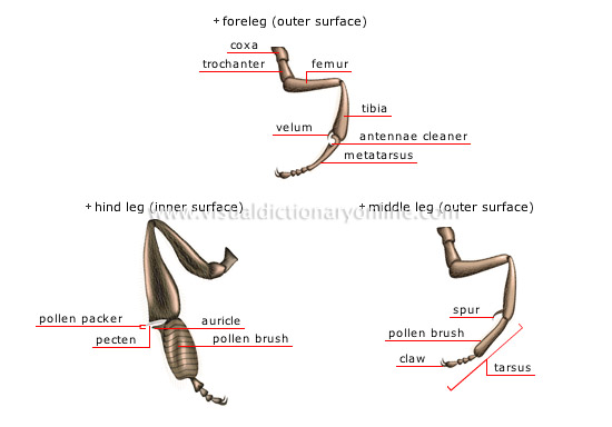 morphology of a honeybee: worker [2]