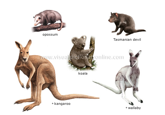 examples of marsupials