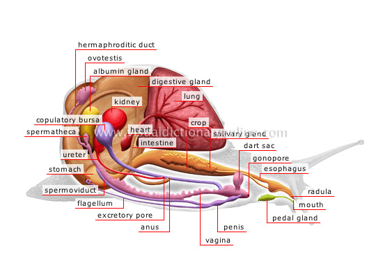 anatomy of a snail