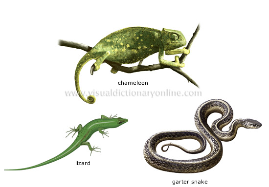 examples of reptiles [1]