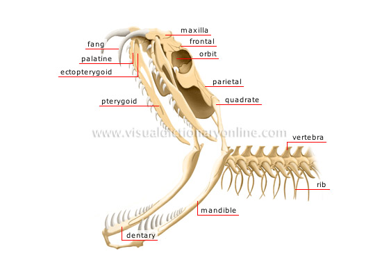 skeleton of a venomous snake: head