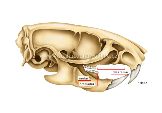 rodent’s jaw: rat