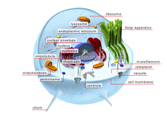 animal cell