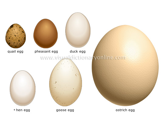 eggs