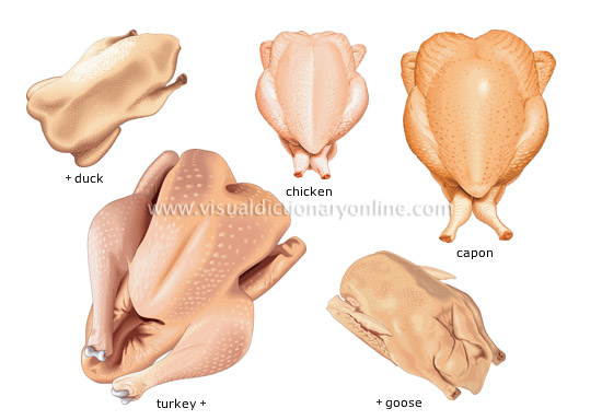 poultry