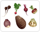 root vegetables [2]