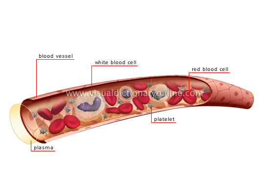 composition of the blood