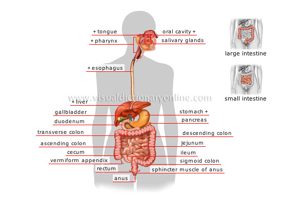 digestive system