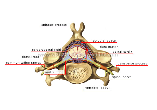 cervical vertebra