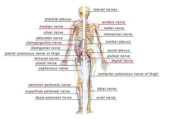 peripheral nervous system