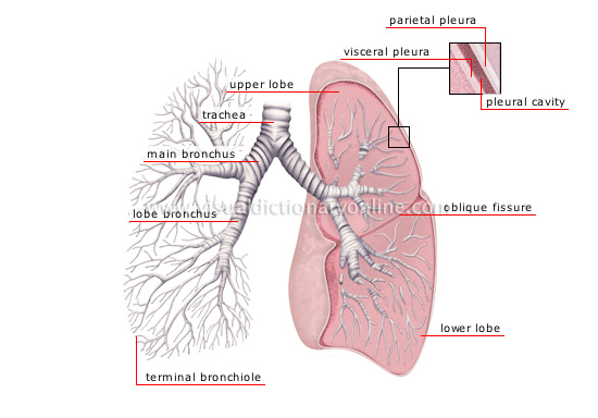 lungs