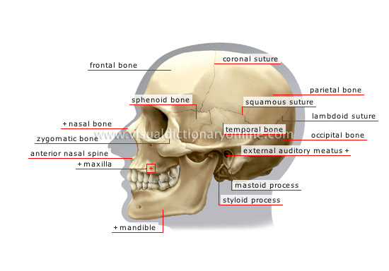 lateral view of skull