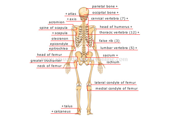 posterior view