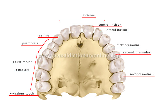 human denture