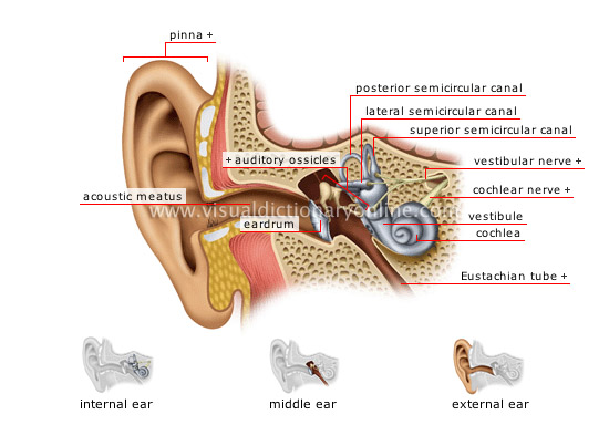 structure of the ear