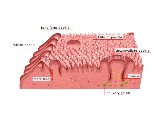 taste receptors