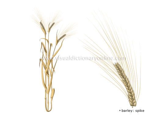 barley