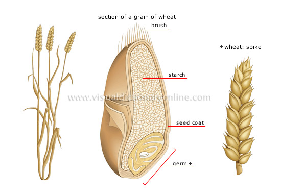 wheat