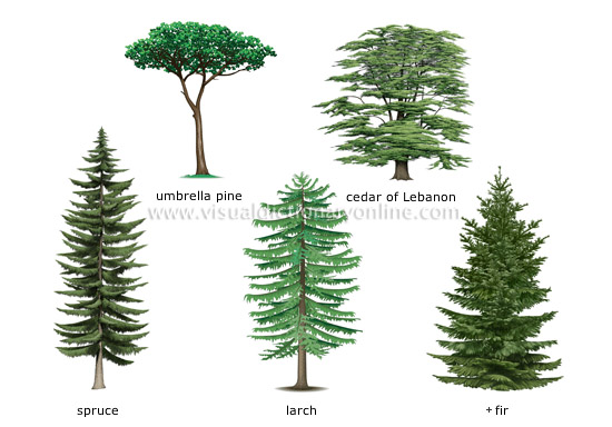 examples of conifers