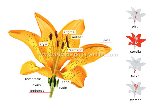 structure of a flower