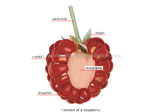 fleshy fruit: berry fruit [2]