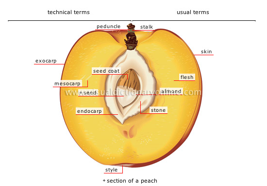 stone fleshy fruit