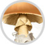 mushroom