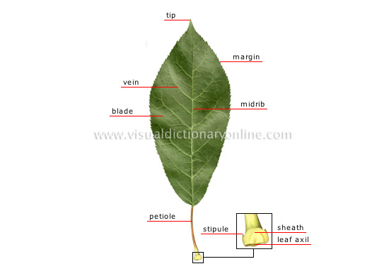 structure of a leaf