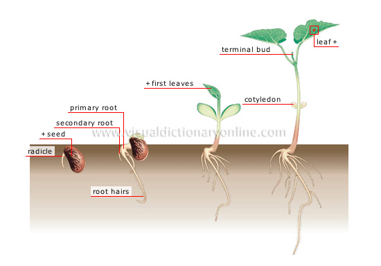 germination